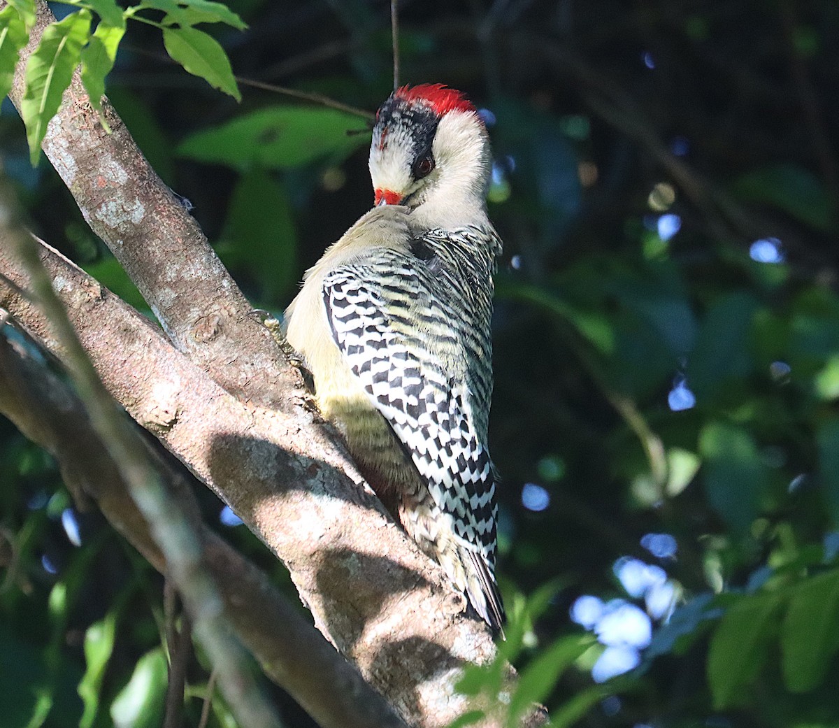 West Indian Woodpecker - ML647167533
