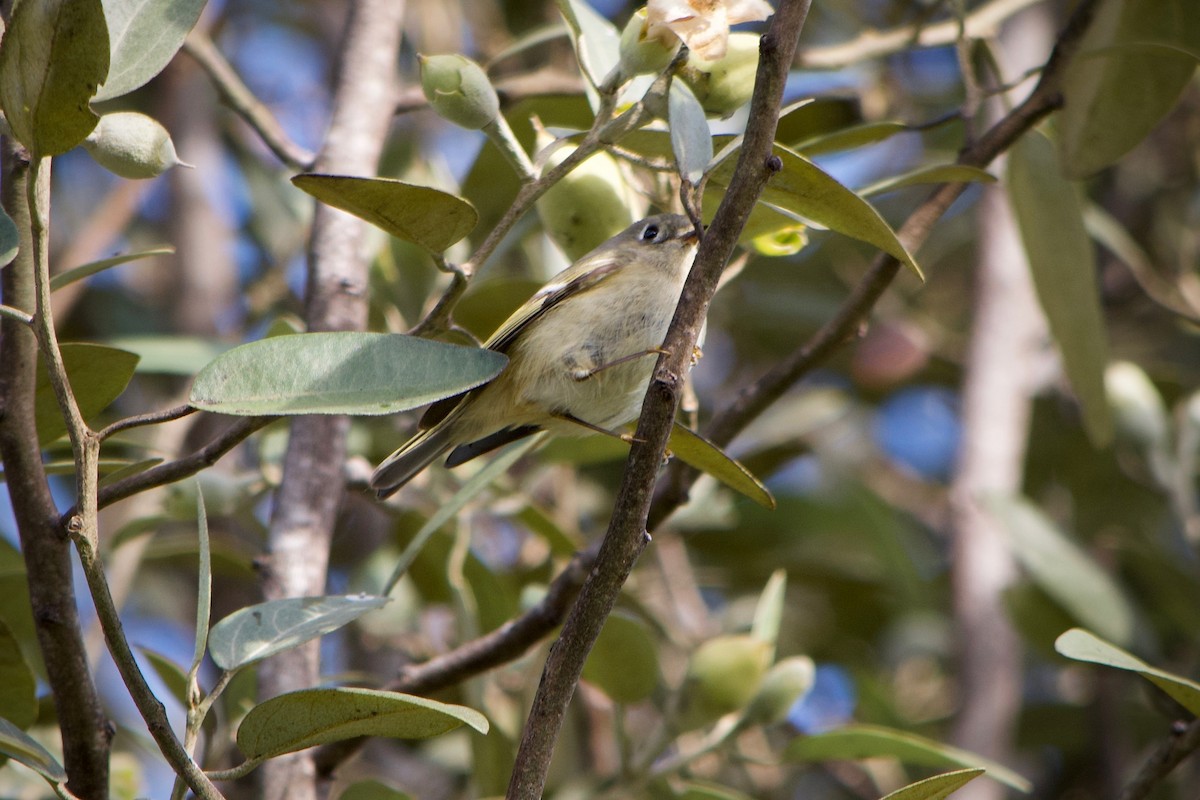 Ruby-crowned Kinglet - ML647167535