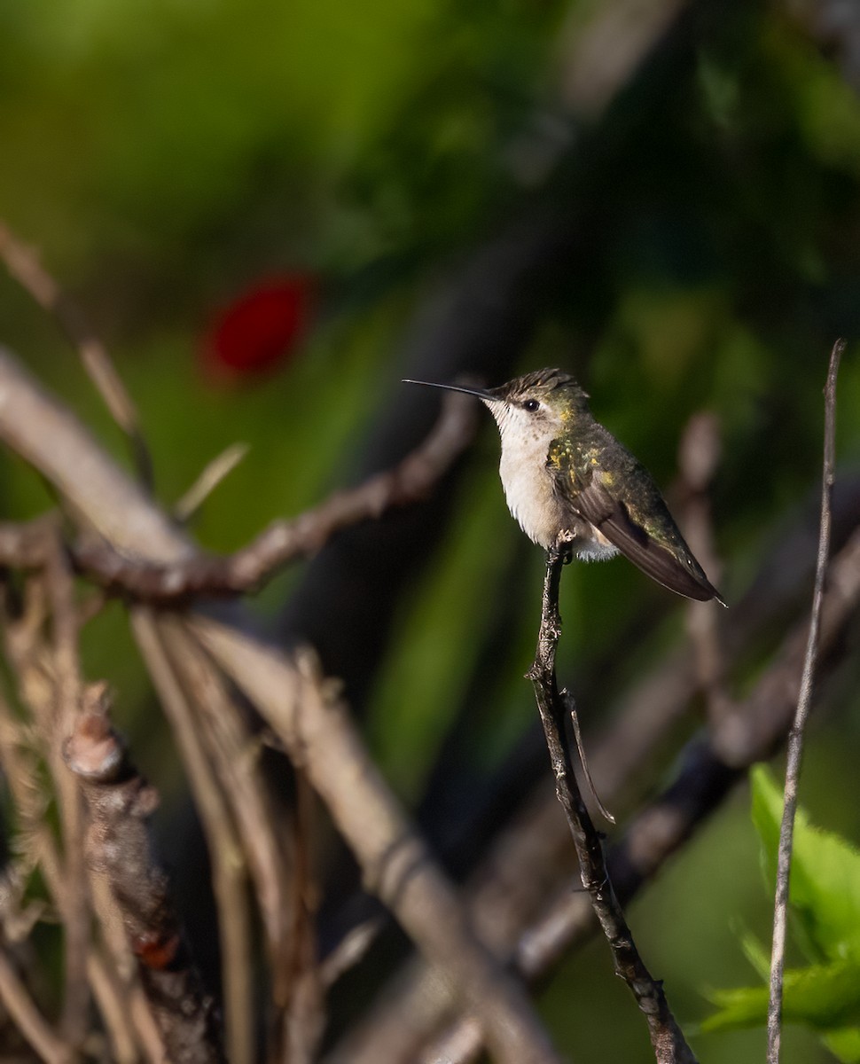 Рубиновогорлый колибри - ML647167540