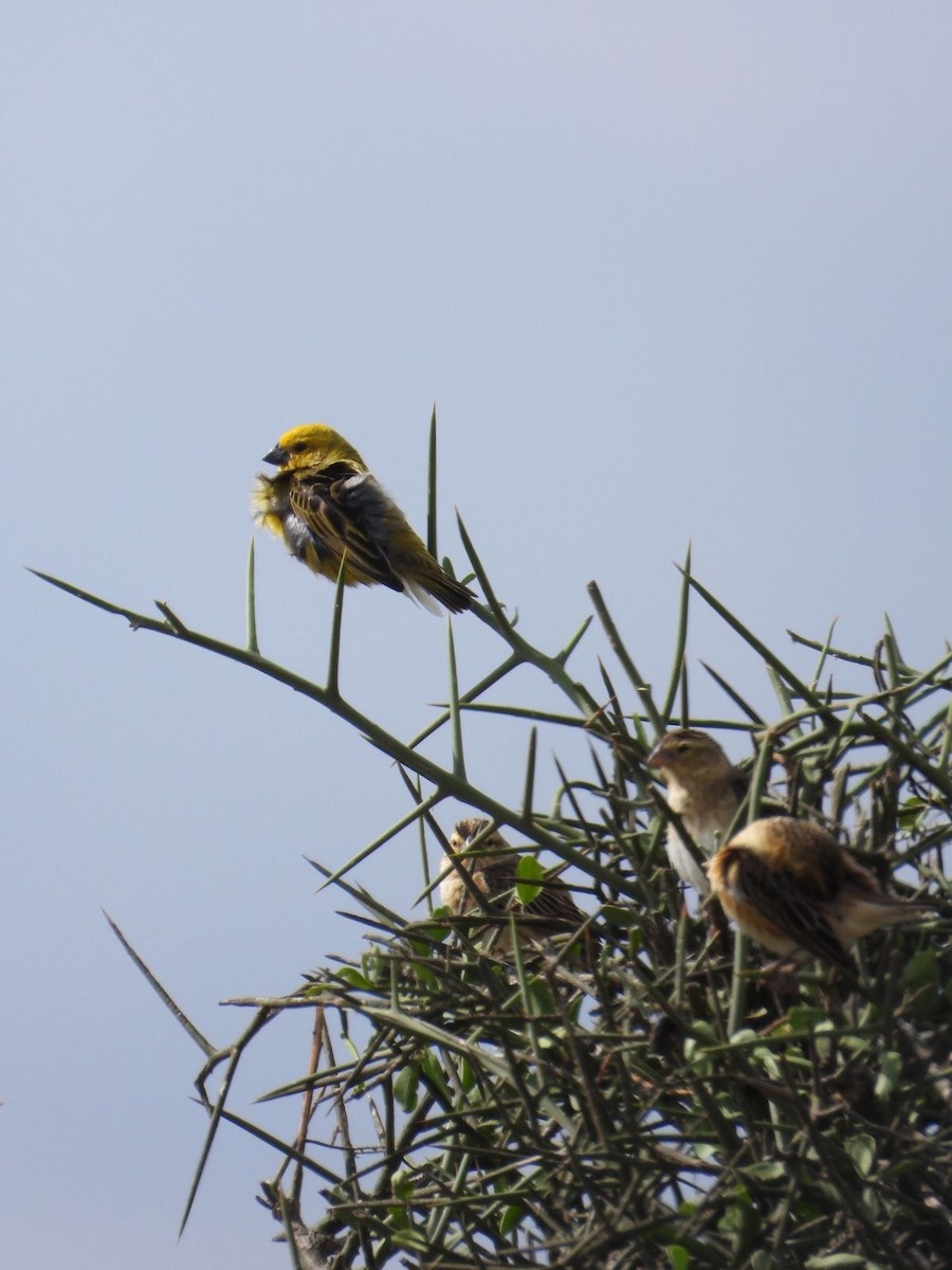 Anomalospize parasite - ML647167542