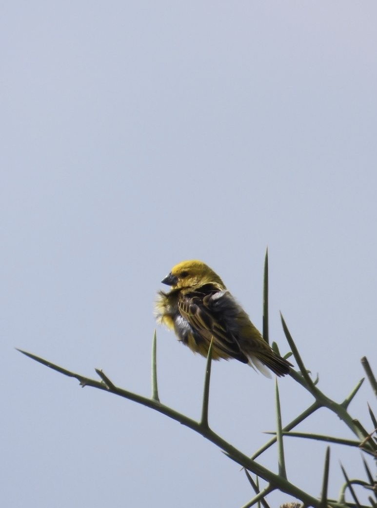 Anomalospize parasite - ML647167543
