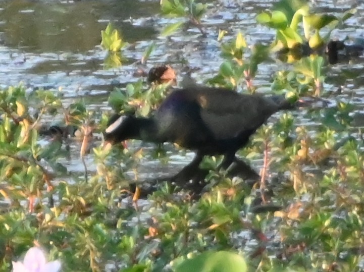 Бронзовокрылая якана - ML647167544