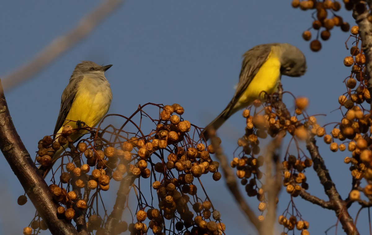 Western Kingbird - ML647167545