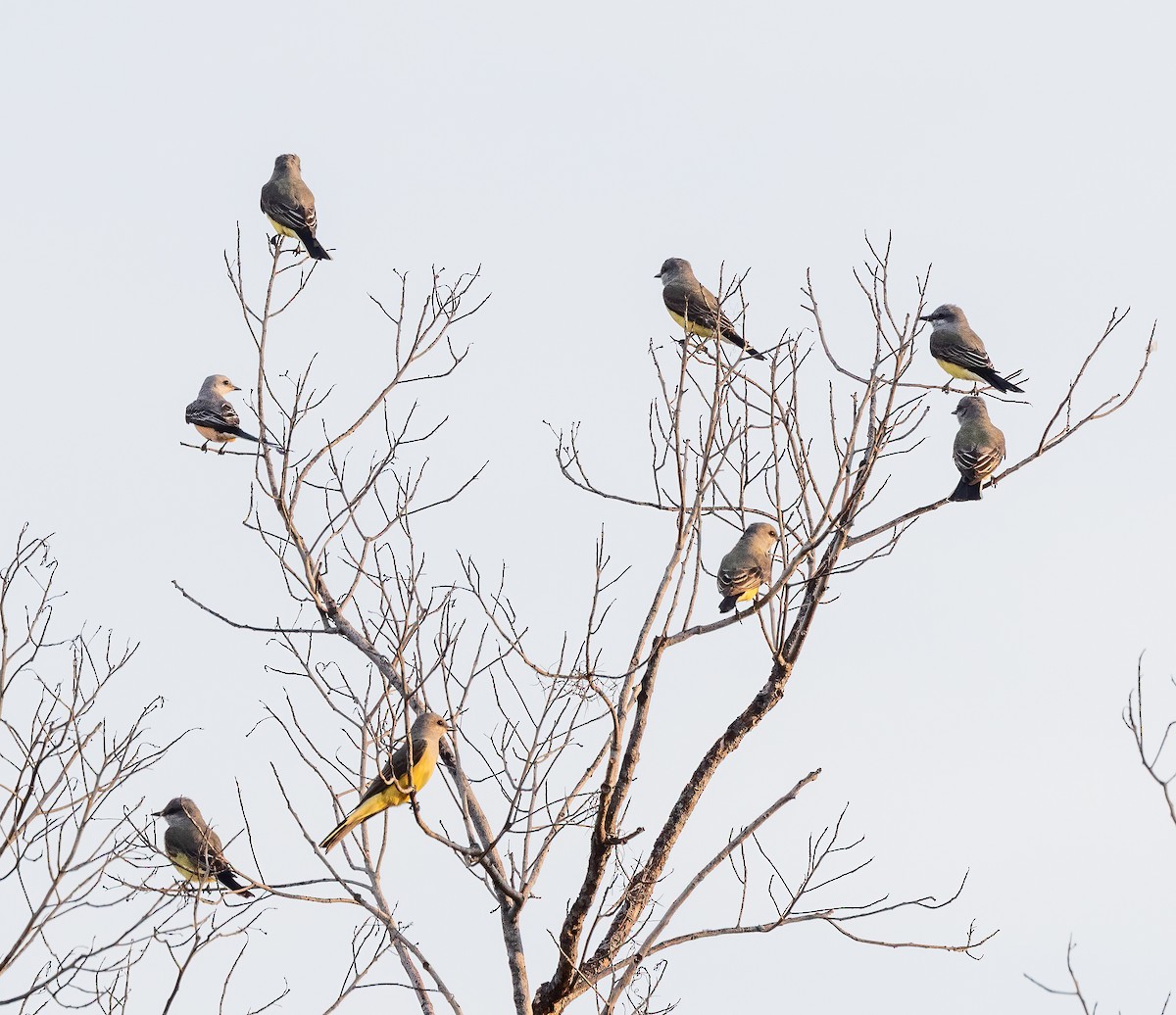 Western Kingbird - ML647167547