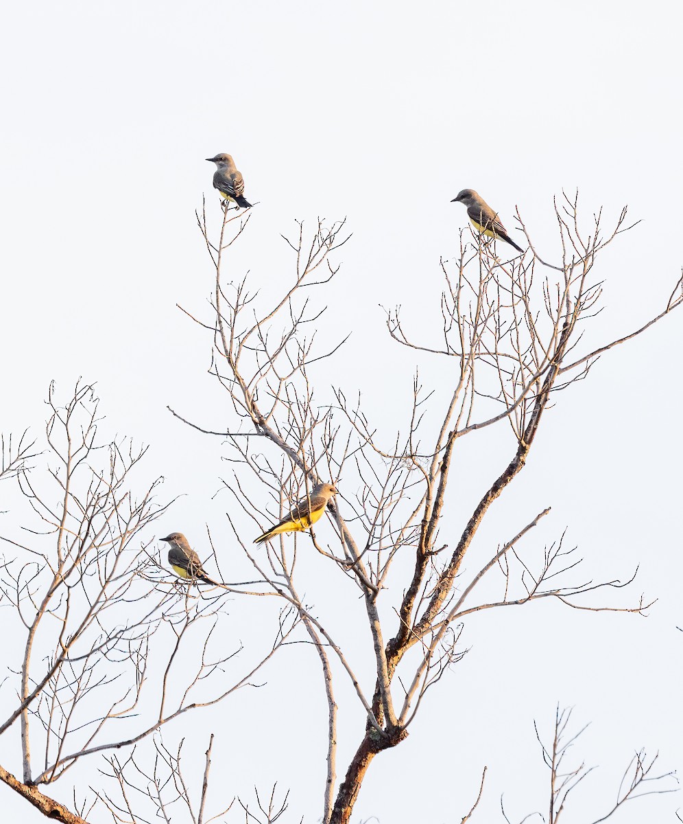 Western Kingbird - ML647167548