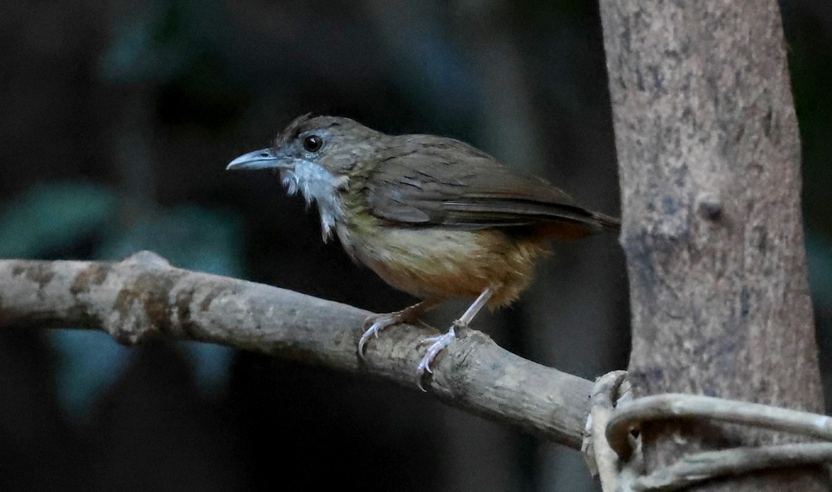Abbott's Babbler - ML647167549