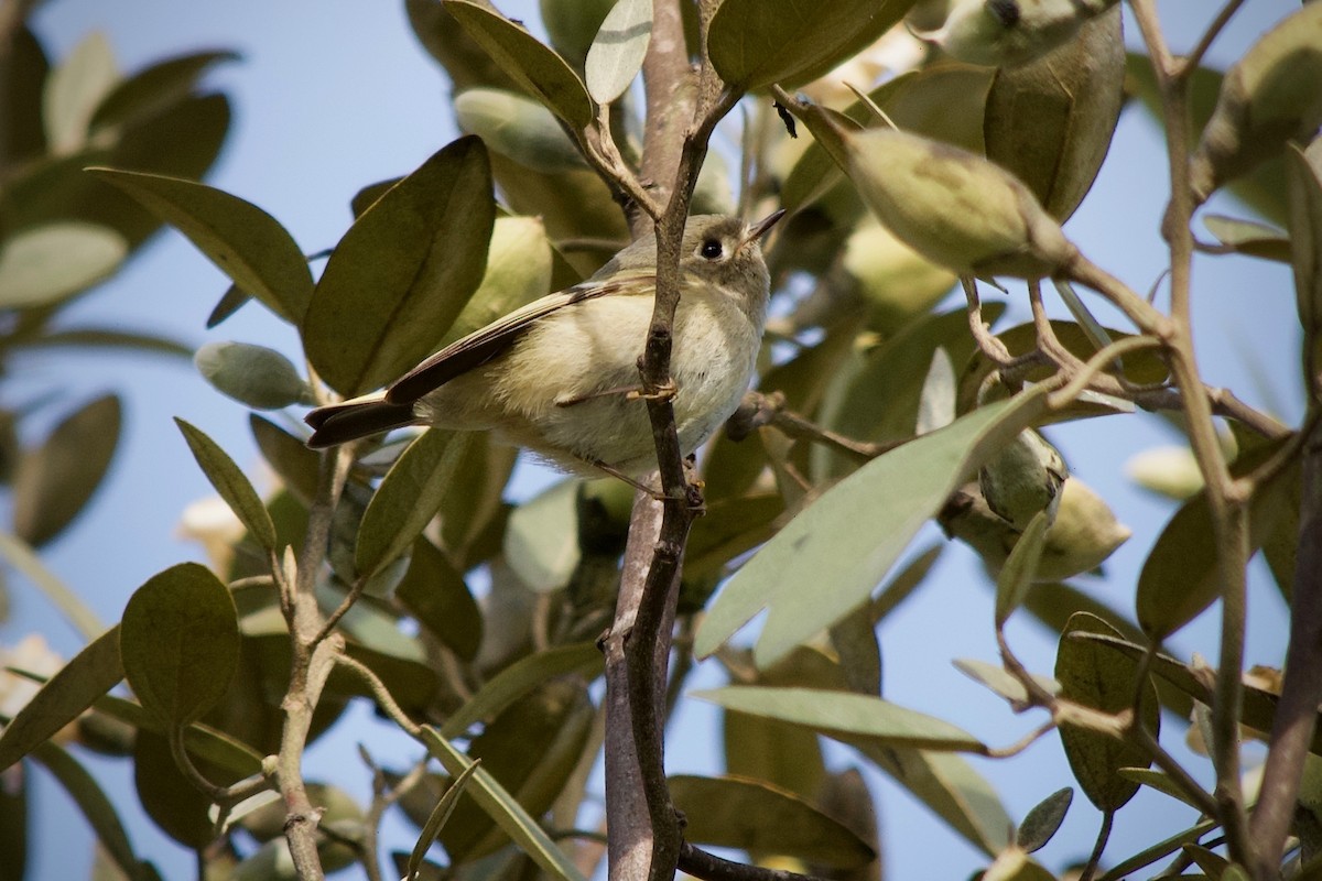 Ruby-crowned Kinglet - ML647167551