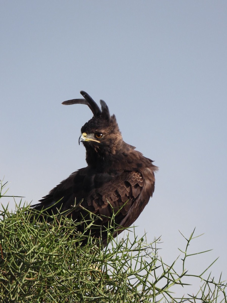 Long-crested Eagle - ML647167553