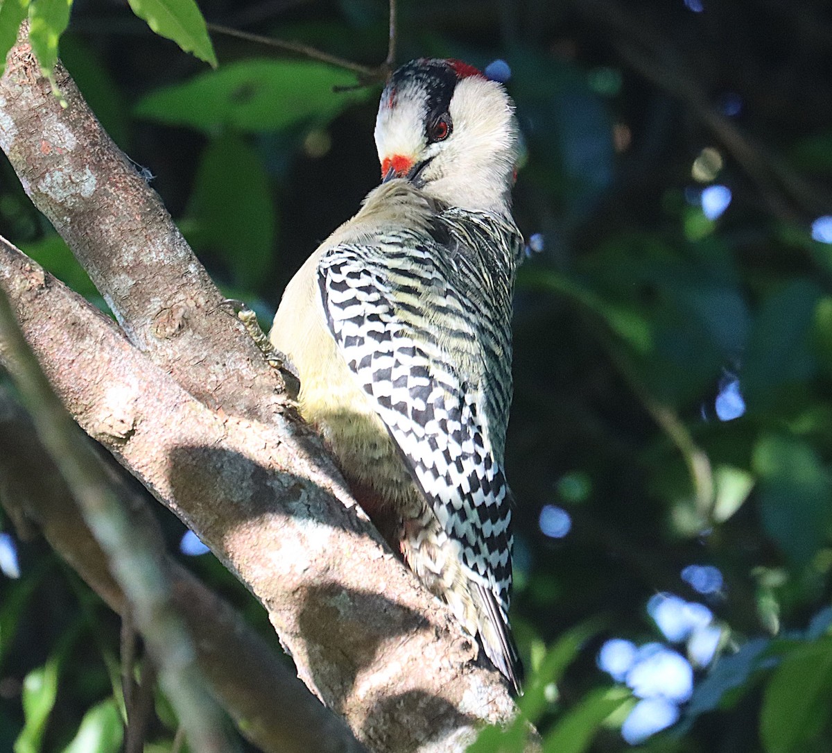 West Indian Woodpecker - ML647167572