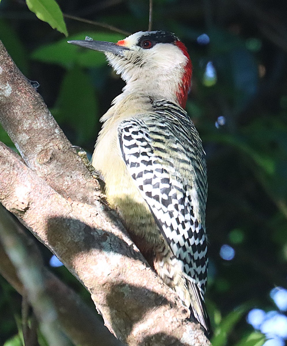 West Indian Woodpecker - ML647167574