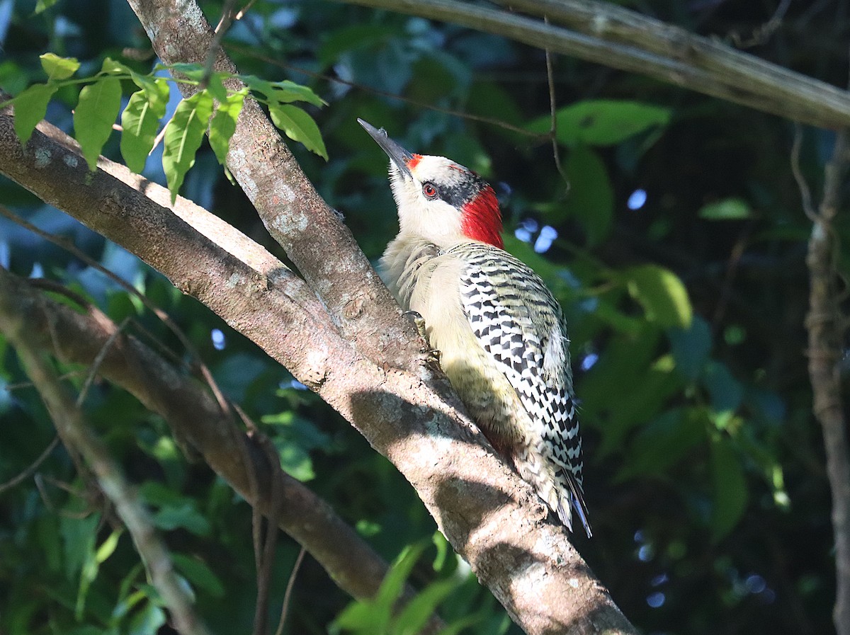 West Indian Woodpecker - ML647167589
