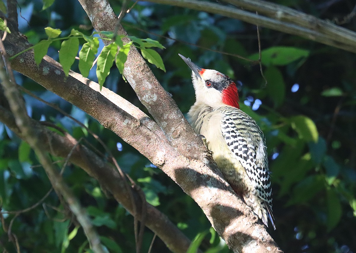 West Indian Woodpecker - ML647167594