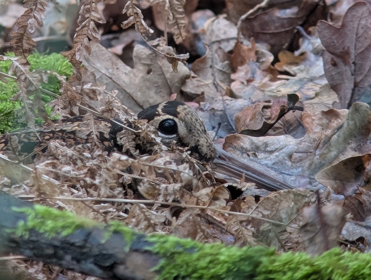 Eurasian Woodcock - ML647167597