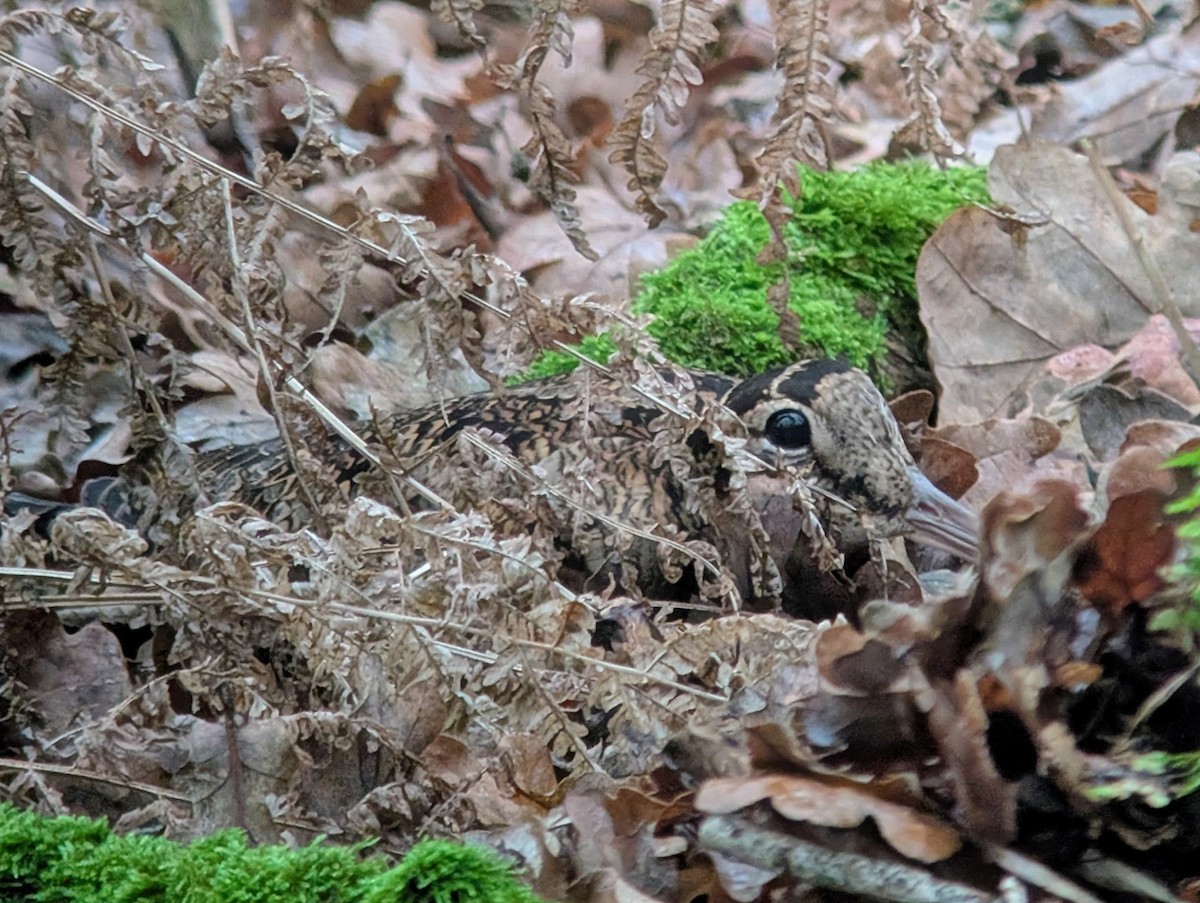 Eurasian Woodcock - ML647167603
