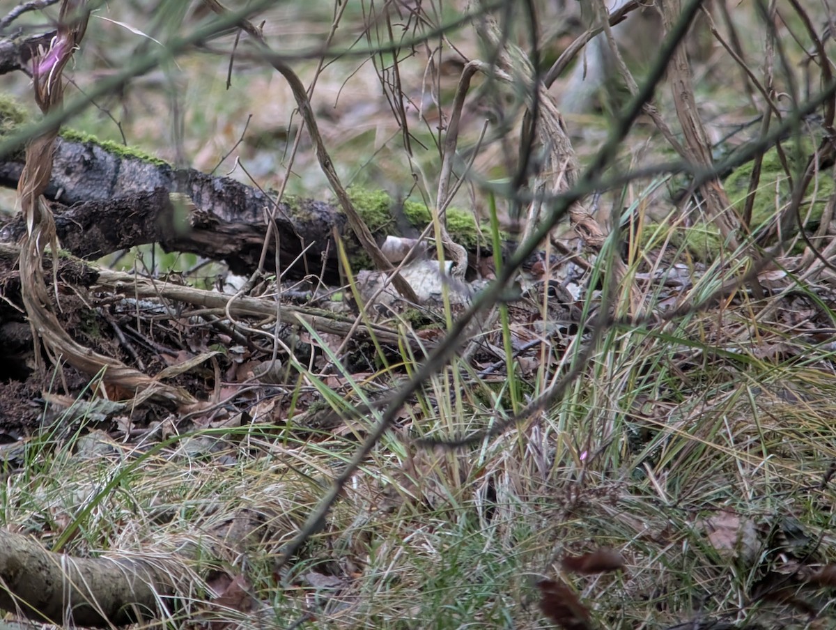 Eurasian Woodcock - ML647167606