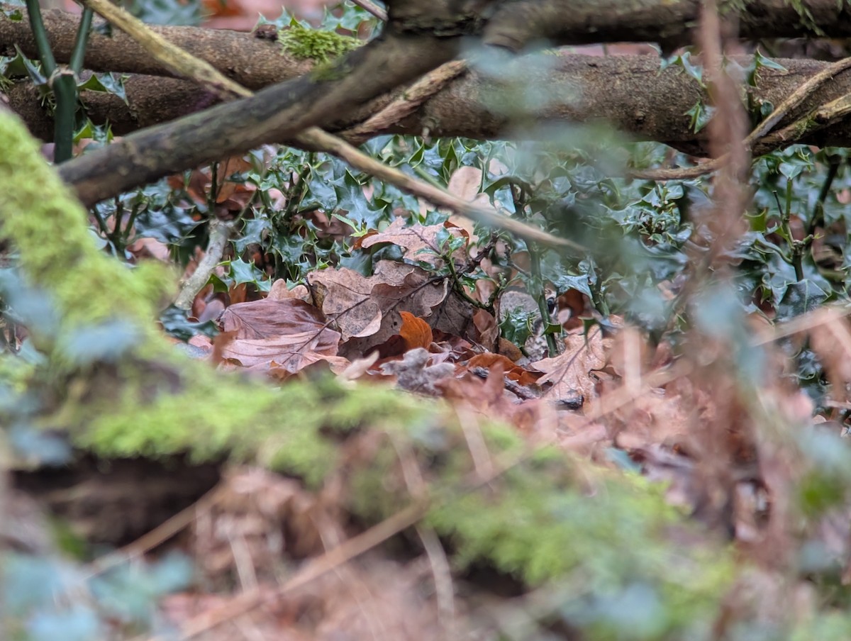 Eurasian Woodcock - ML647167607