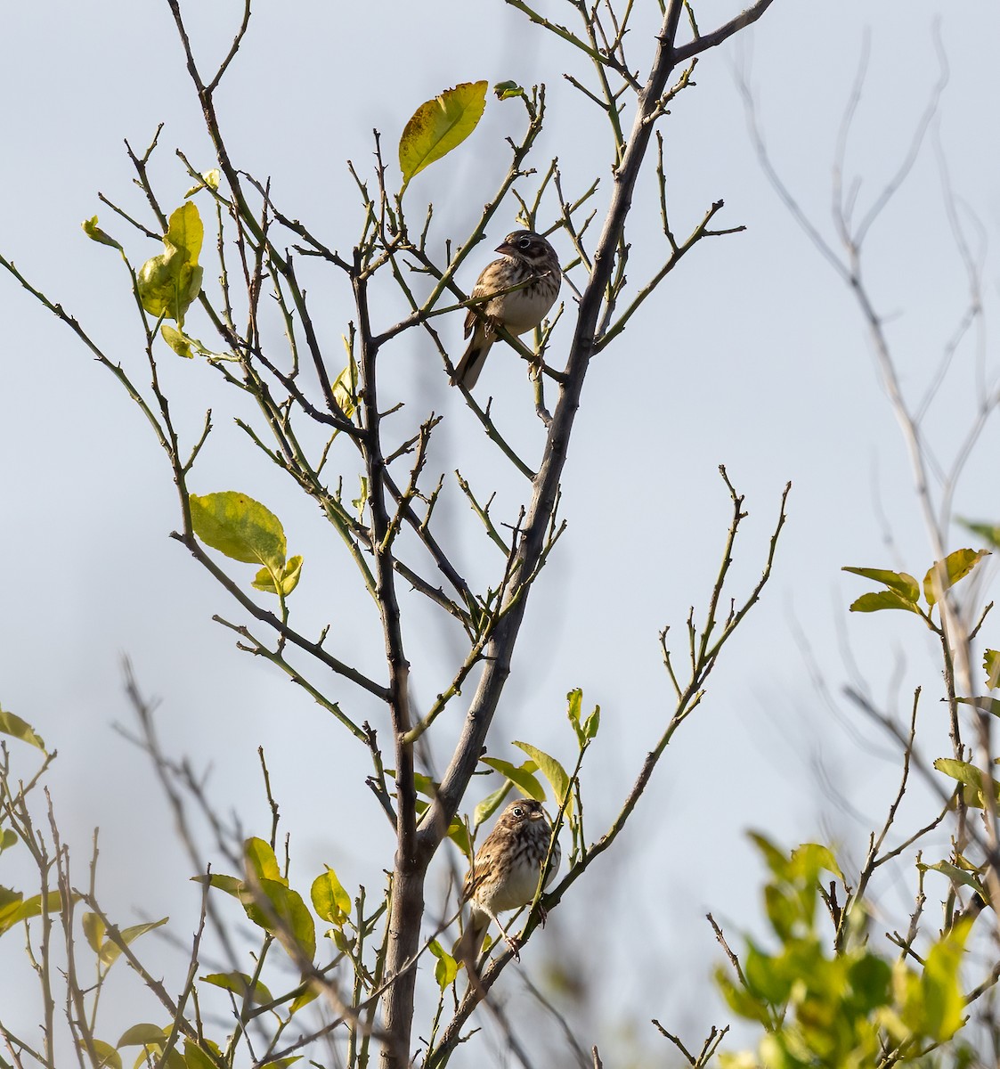 Vesper Sparrow - ML647167608