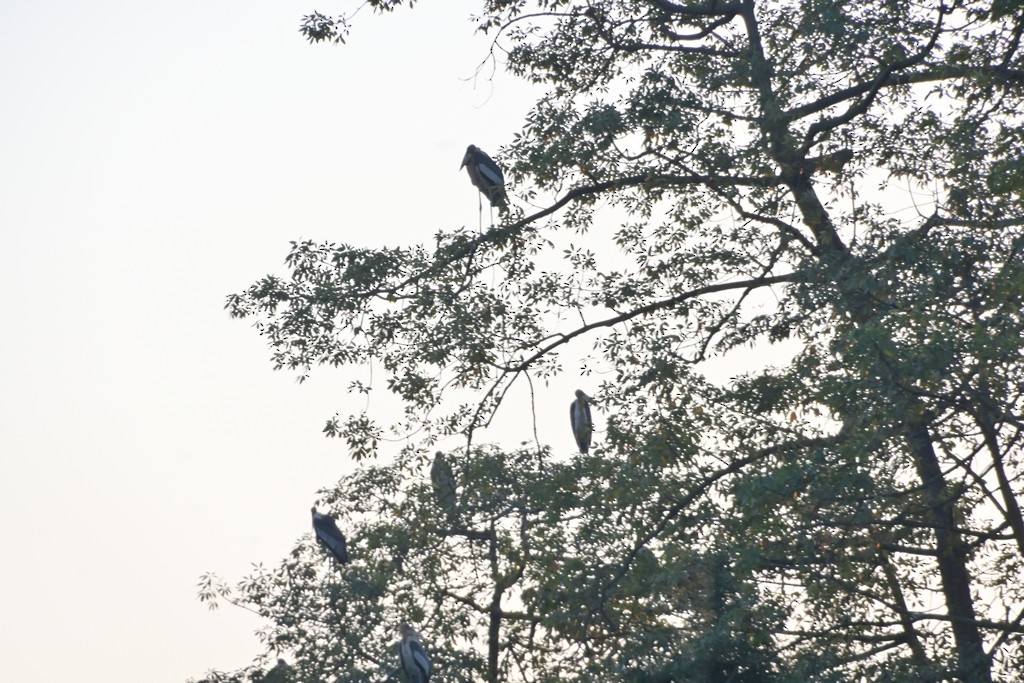 オオハゲコウ - ML647167610