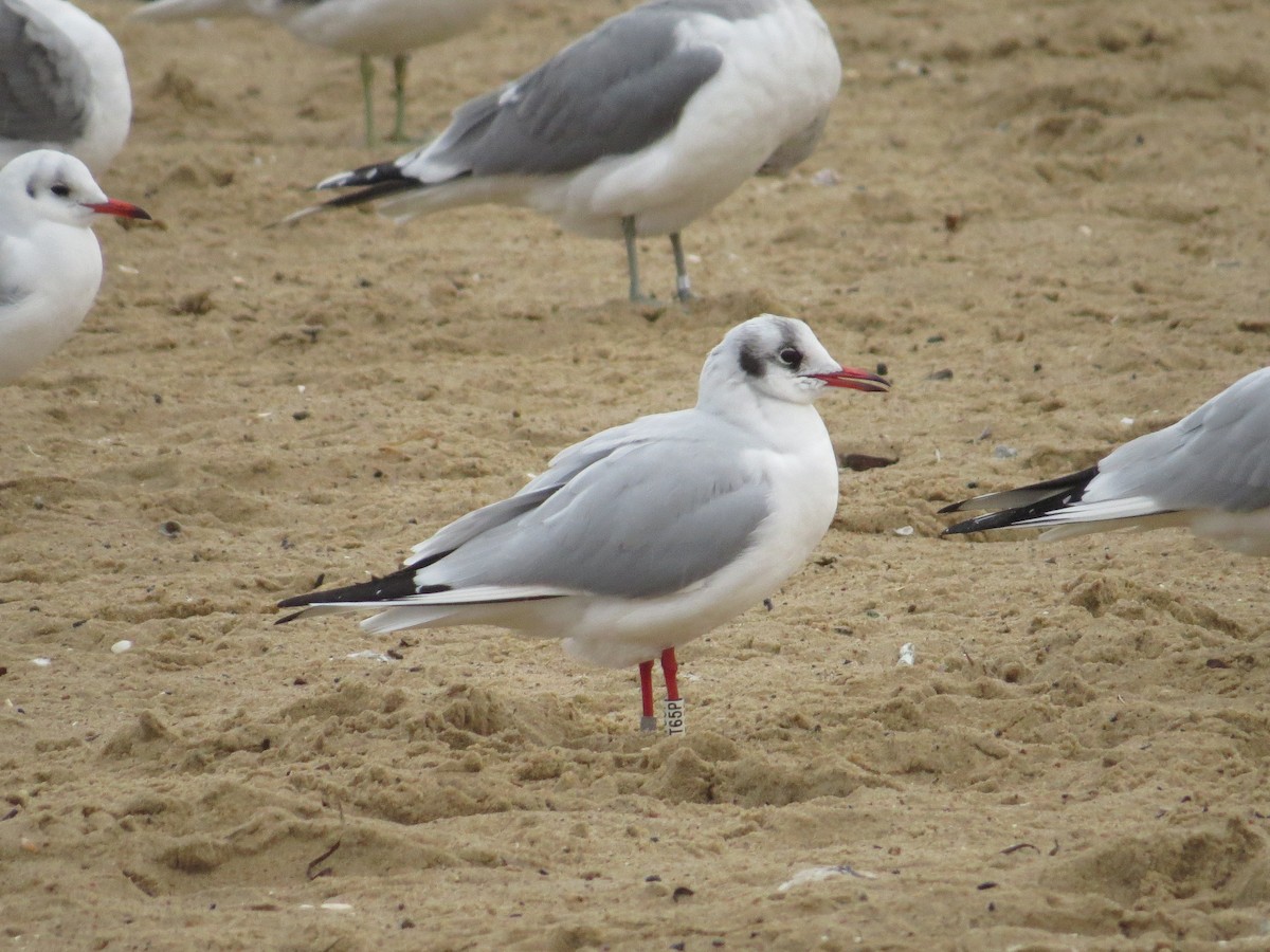 Хүрэн толгойт цахлай - ML647167613