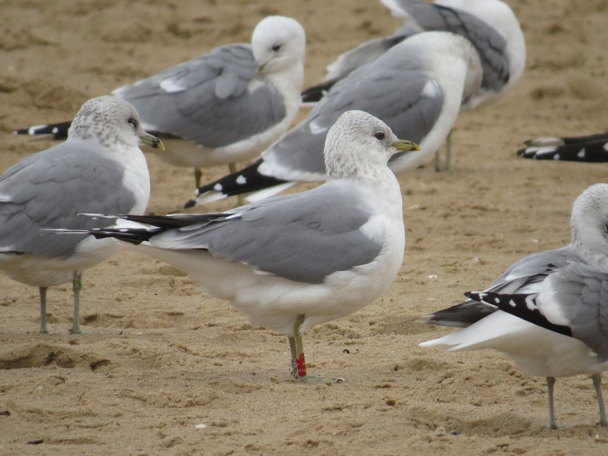 Үүлэн цахлай - ML647167616