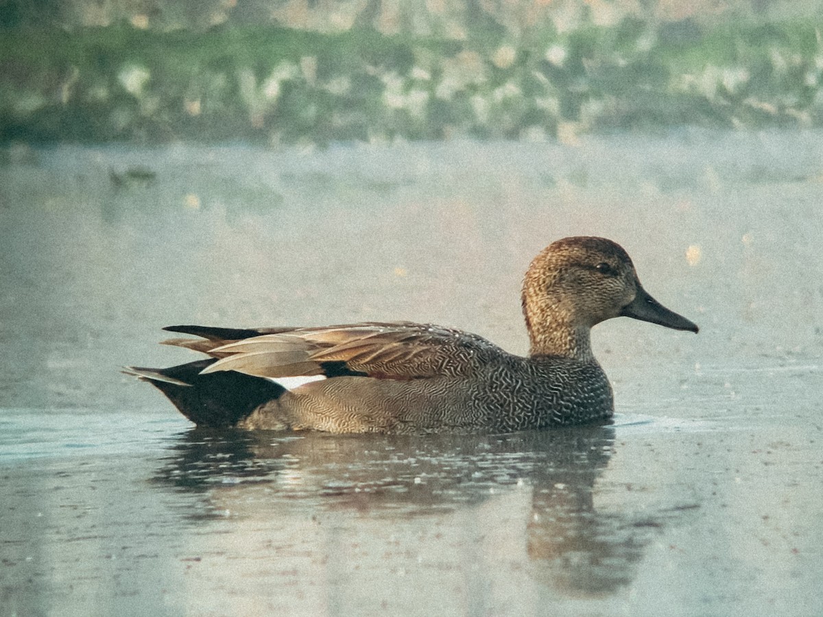 Gadwall - ML647167621
