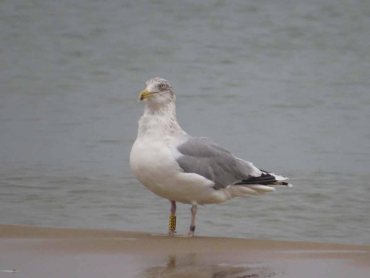 Мөнгөлөг цахлай - ML647167622