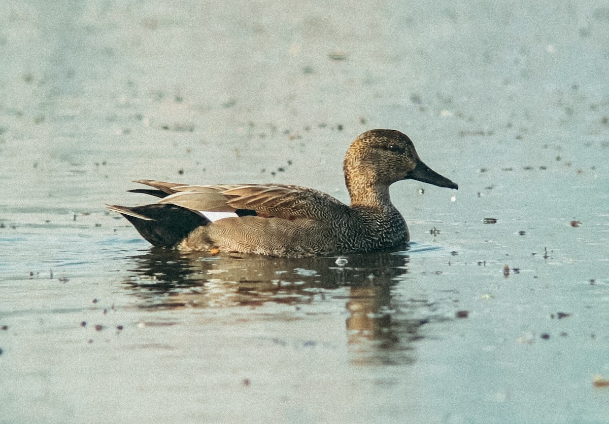 Gadwall - ML647167623