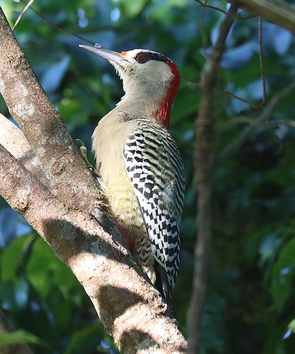 West Indian Woodpecker - ML647167627