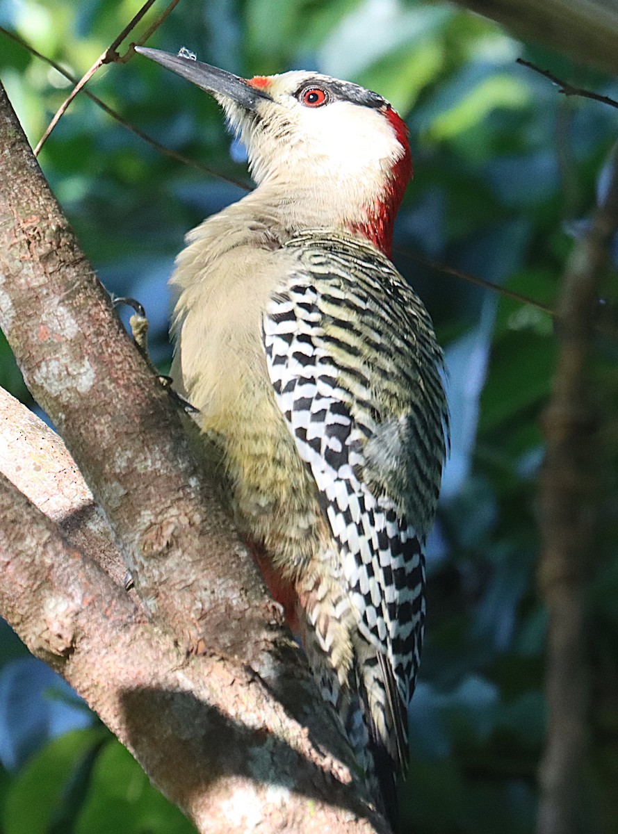 West Indian Woodpecker - ML647167629