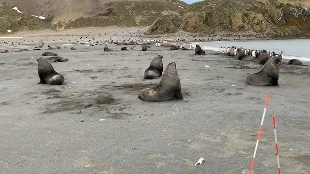 Antarctic Fur Seal - ML647167641