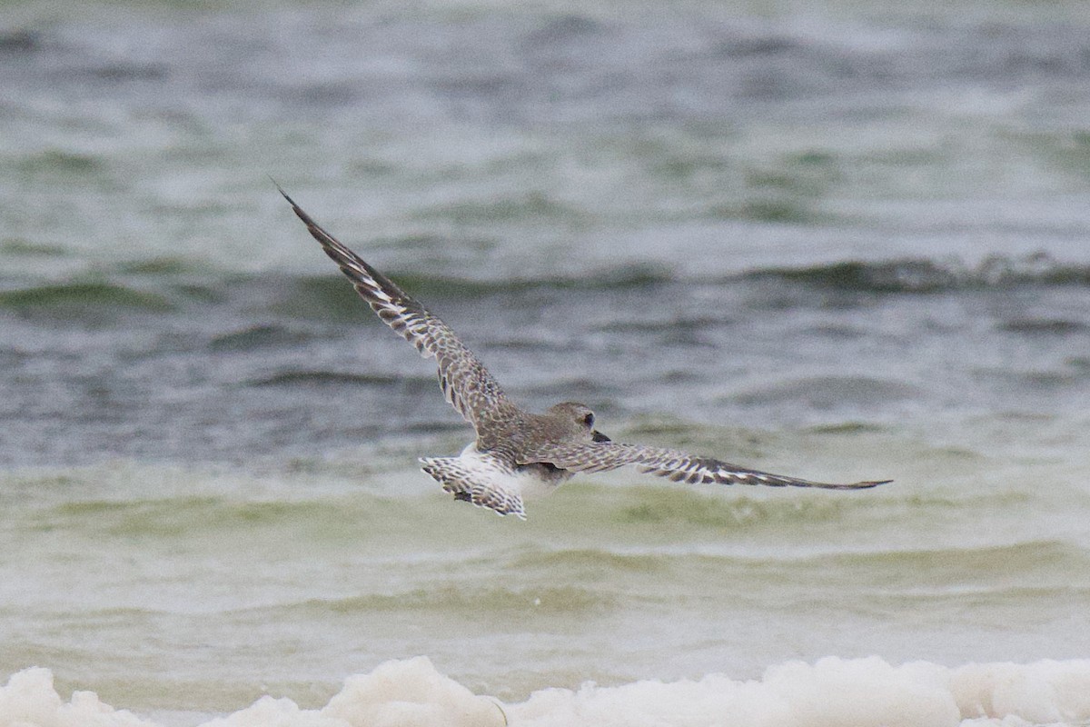 חופזי מנומר - ML647167643