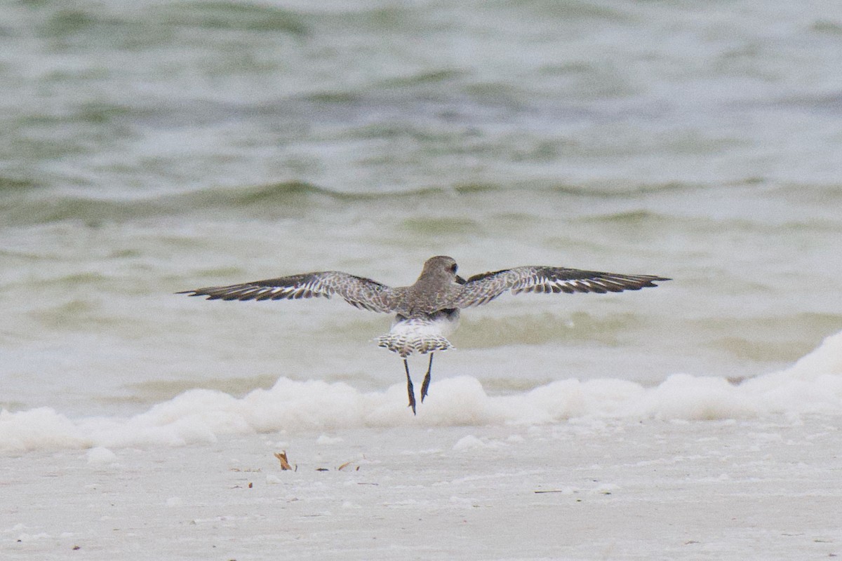 חופזי מנומר - ML647167646