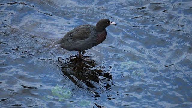 Mavi Ördek - ML647167648