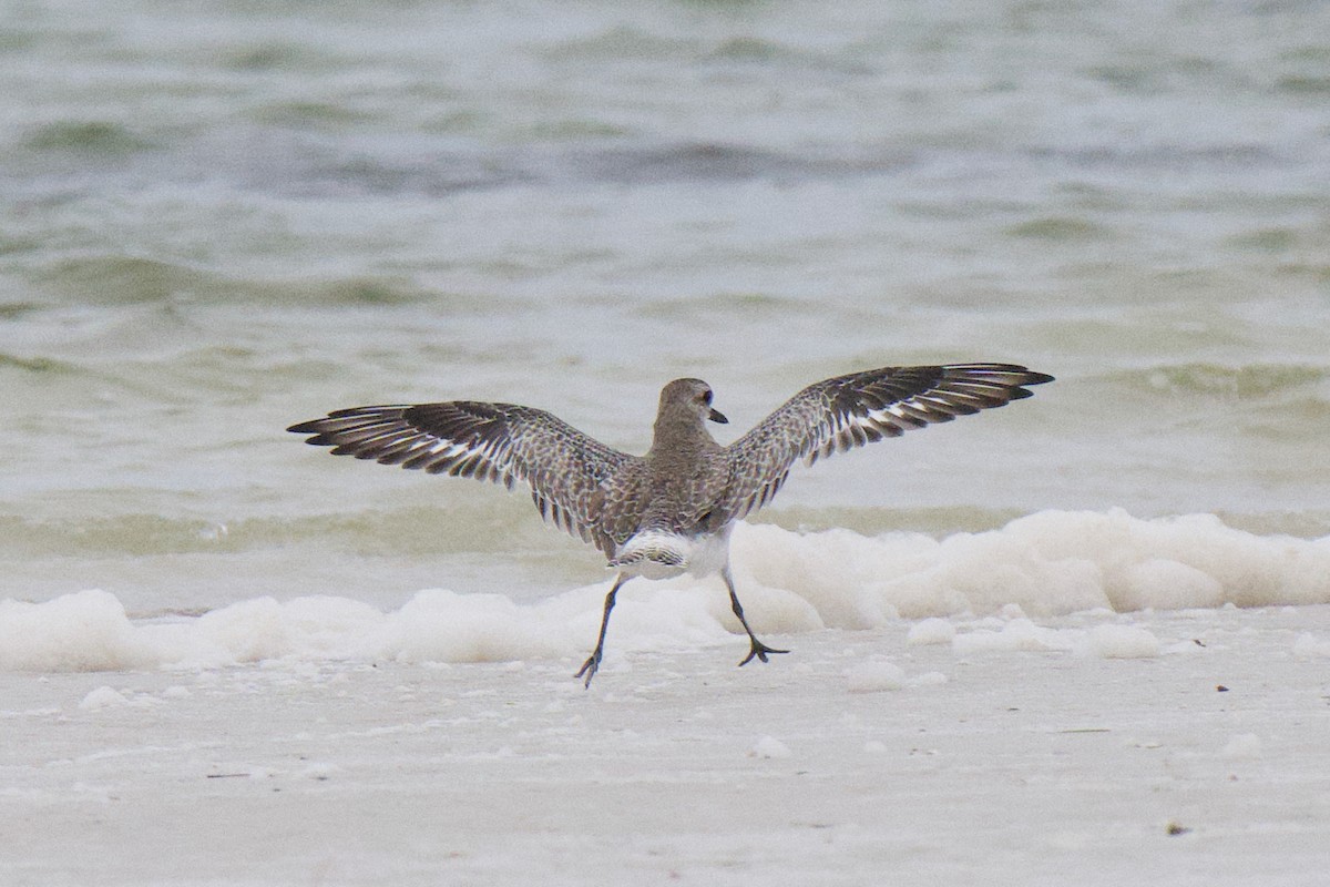 חופזי מנומר - ML647167649