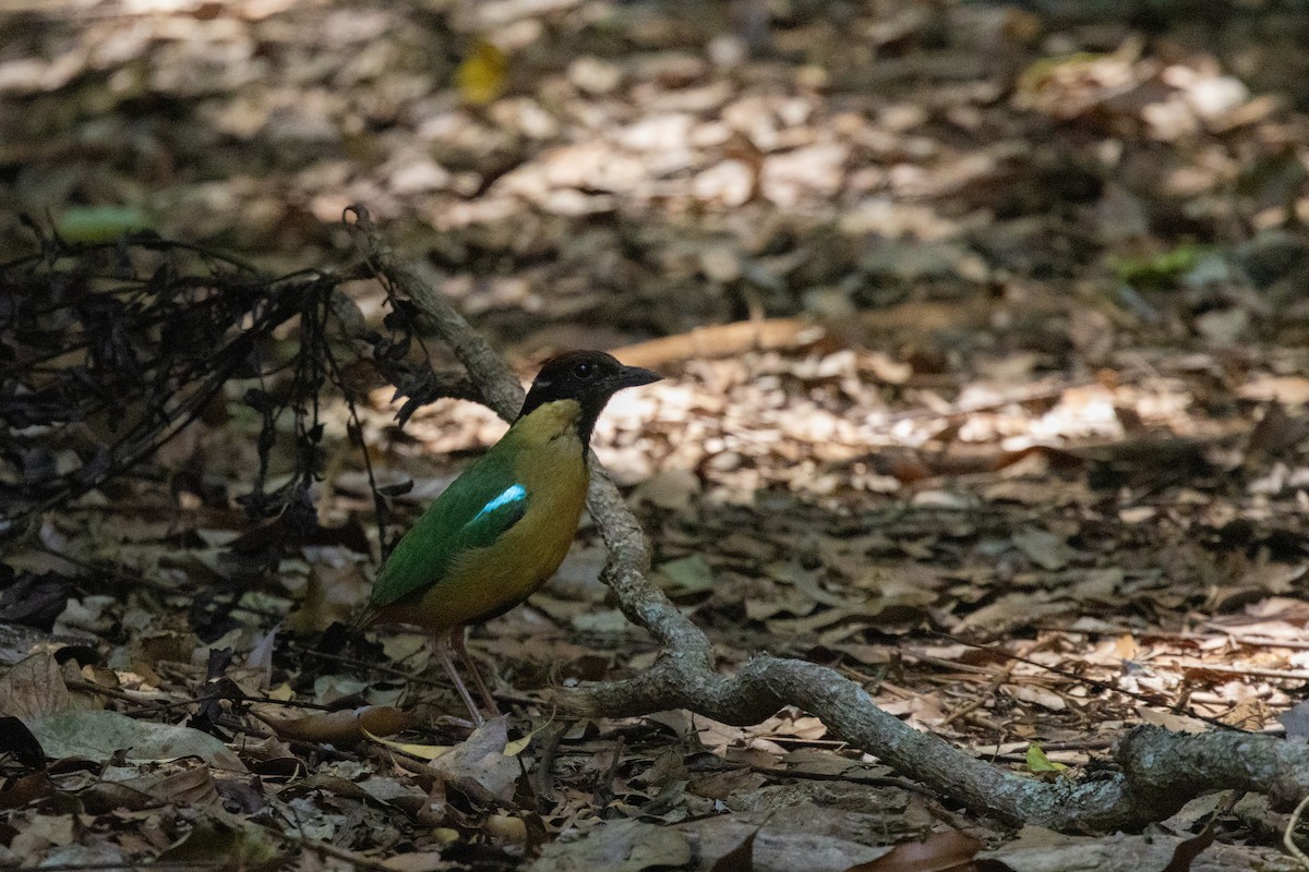 Noisy Pitta - ML647167656
