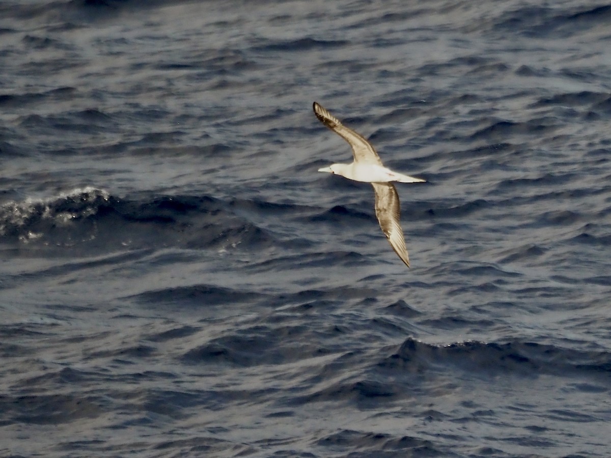 Сула червононога - ML647167657