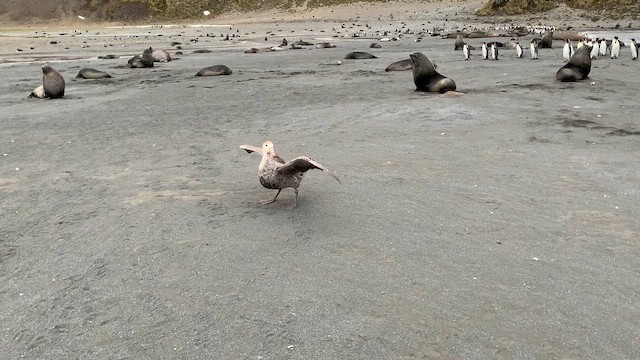 Northern Giant-Petrel - ML647167659