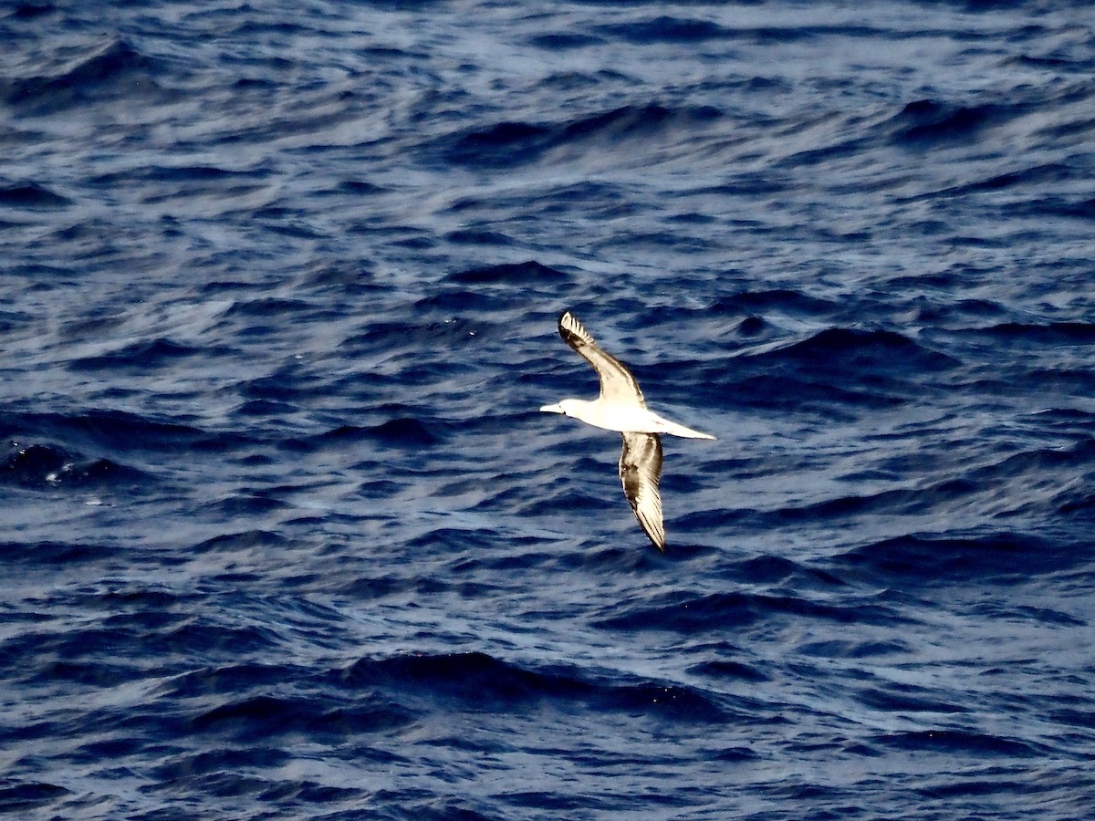 Сула червононога - ML647167660