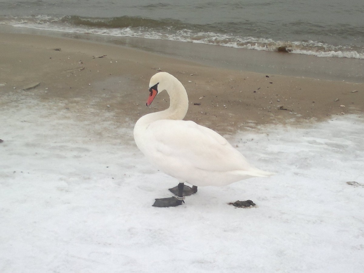 Хуруут хун - ML647167661