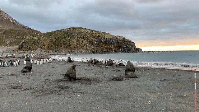 Antarctic Fur Seal - ML647167669