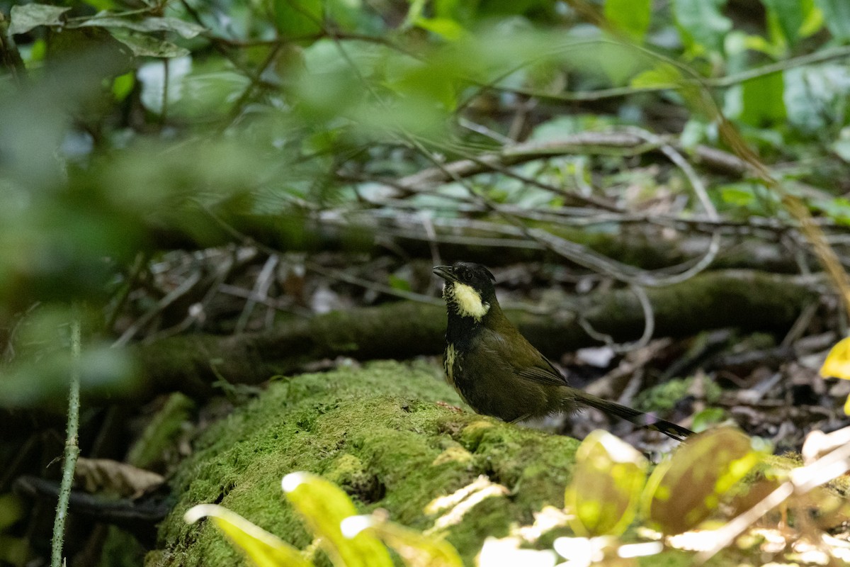 Eastern Whipbird - ML647167670