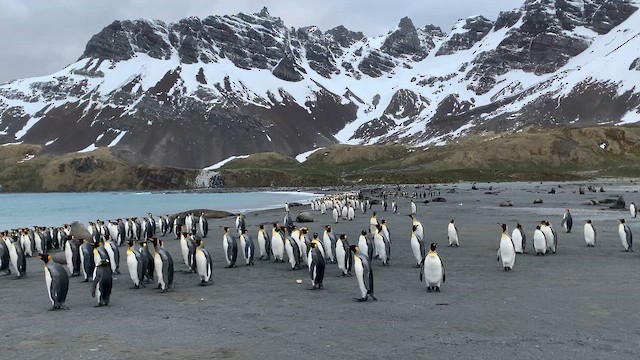 King Penguin - ML647167671