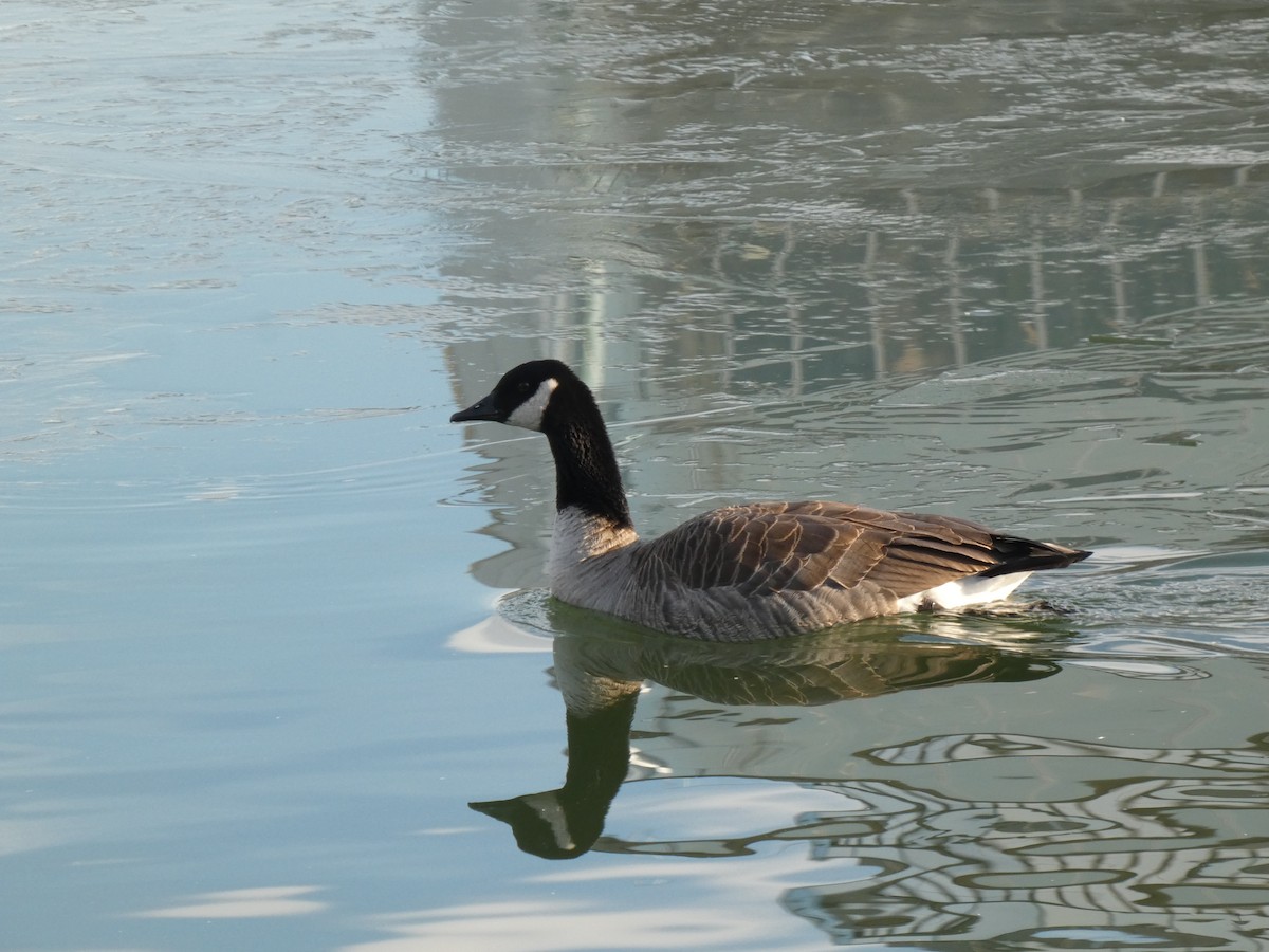Canada Goose - ML647167672