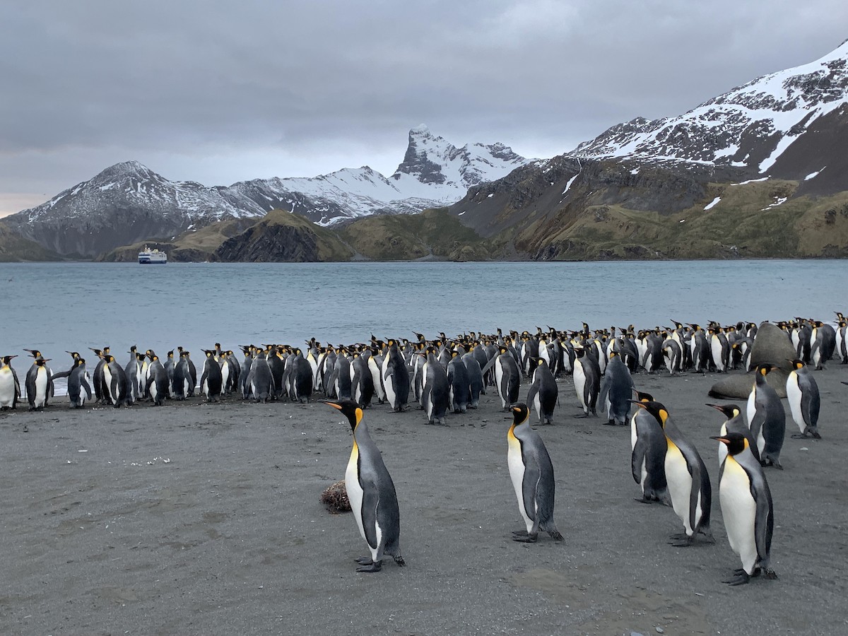 King Penguin - ML647167675