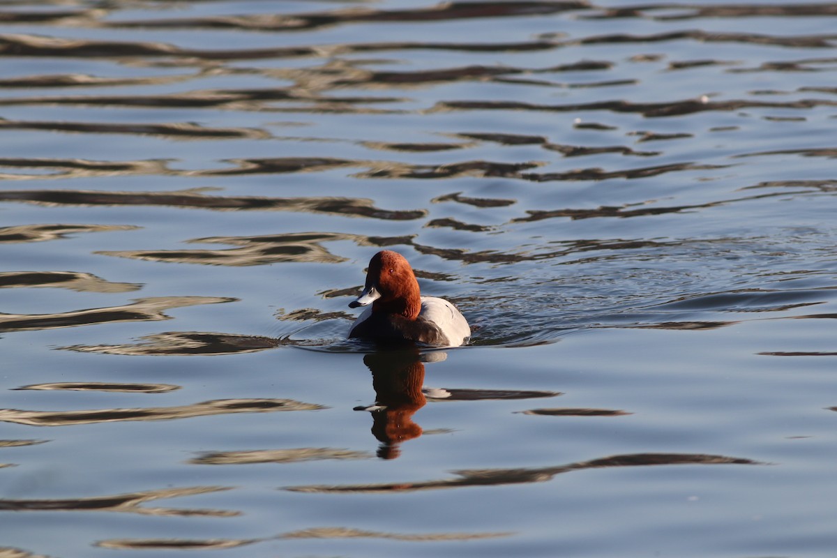 Common Pochard - ML647167688