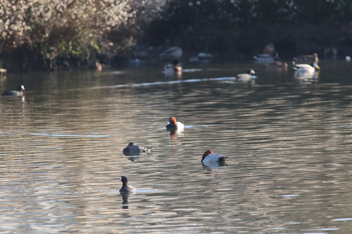 Common Pochard - ML647167693