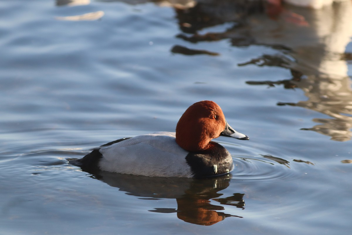Common Pochard - ML647167694