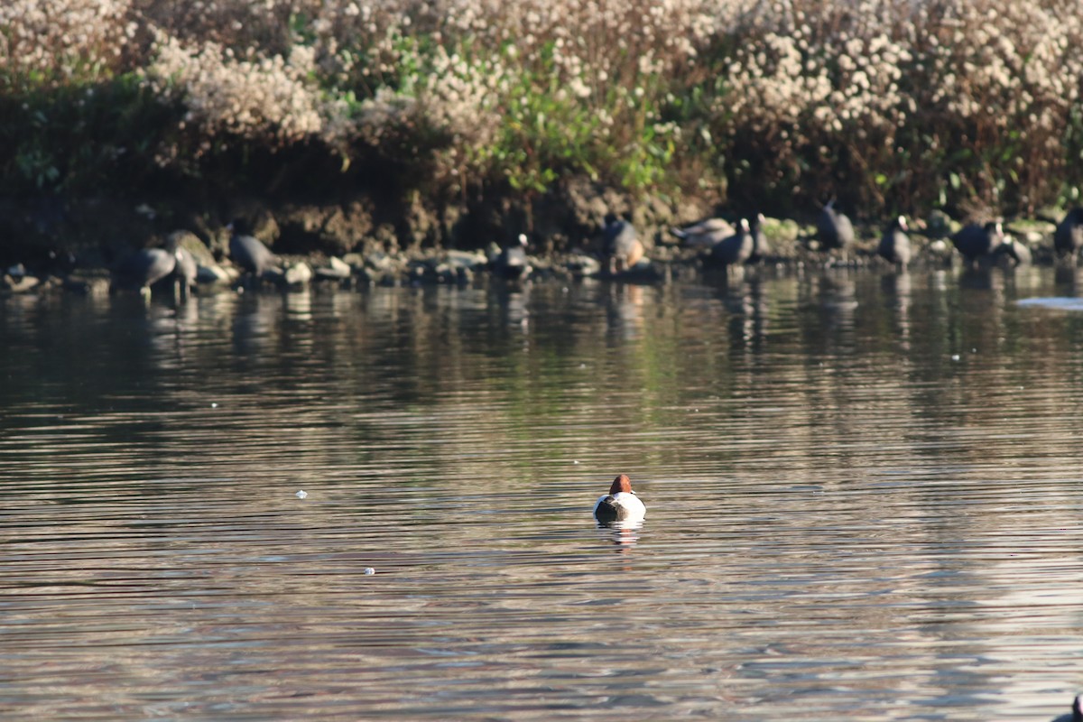 Common Pochard - ML647167695