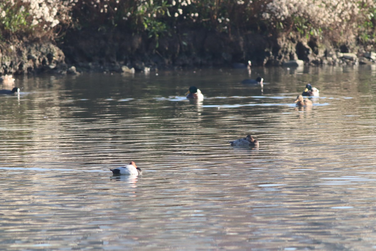 Common Pochard - ML647167696