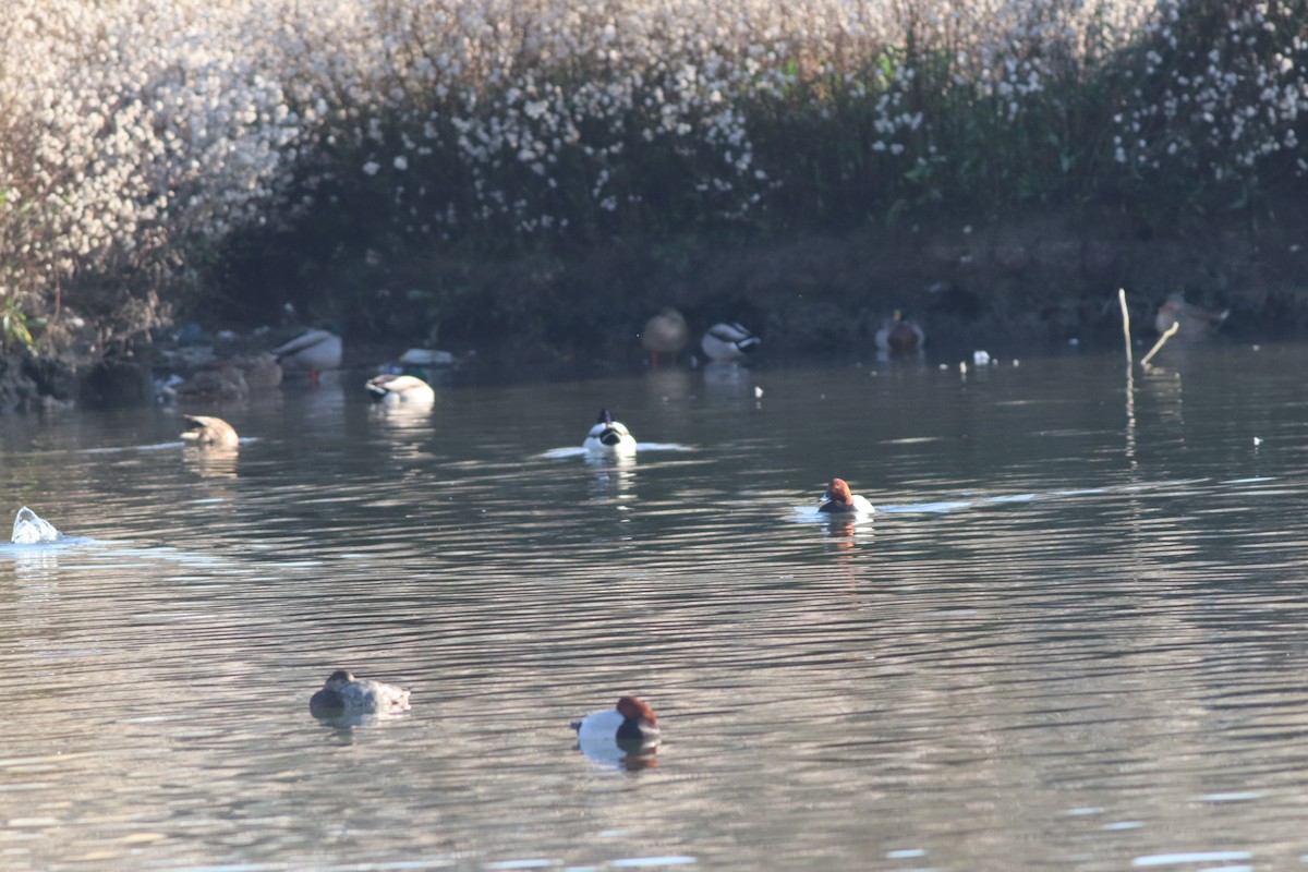 Common Pochard - ML647167697